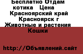 Бесплатно Отдам   котика › Цена ­ 1 - Красноярский край, Красноярск г. Животные и растения » Кошки   